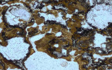 Stromatolity z Grenlandii są uznawane za najstarsze ślady życia na Ziemi