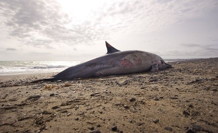 Mozambik: Na plaży znaleziono setkę martwych delfinów