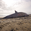 Mozambik: Na plaży znaleziono setkę martwych delfinów