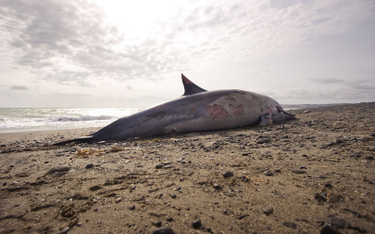Mozambik: Na plaży znaleziono setkę martwych delfinów