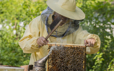 NIK o wsparciu pszczelarstwa
