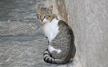 Praca kocich wolontariuszy polega przede wszystkim na dokarmianiu kotów w miejscach ich bytowania