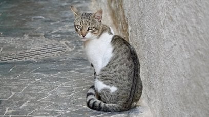 Praca kocich wolontariuszy polega przede wszystkim na dokarmianiu kotów w miejscach ich bytowania