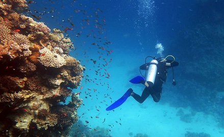 Egipt chroni rafę przed nurkami