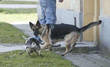 Kodeks cywilny przewiduje obowiązek naprawienia szkody wyrządzonej osobie przez zwierzę, które chowa