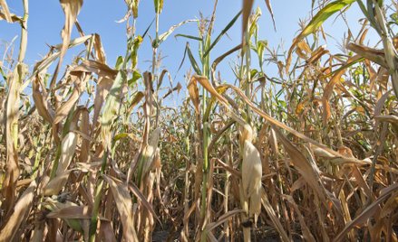 Polisy od suszy czekają na badania