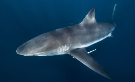 Rekin zabił nastolatka. Do ataku doszło u wybrzeży Australii