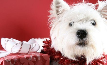 Zwierzę to nie prezent. Nie dajemy zwierząt pod choinkę