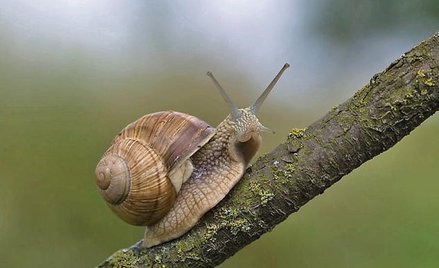 Winniczek, Helix pomatia. Szerokość muszli 40 – 55 mm, wysokość 55 – 60 mm. Chroniony częściowo, zbi