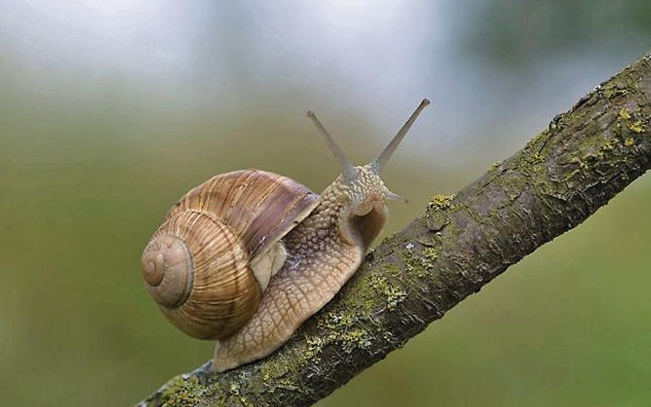 Winniczek, Helix pomatia. Szerokość muszli 40 – 55 mm, wysokość 55 – 60 mm. Chroniony częściowo, zbi