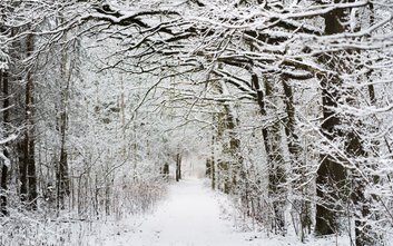 Kampinoski Park Narodowy zimą