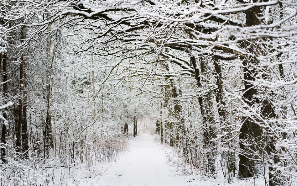 Kampinoski Park Narodowy zimą