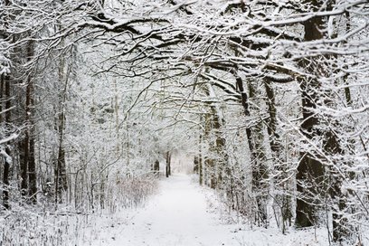 Kampinoski Park Narodowy zimą