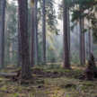 Puszcza Białowieska