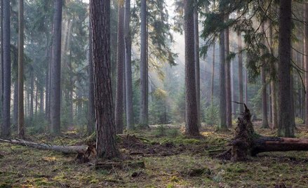 Puszcza Białowieska