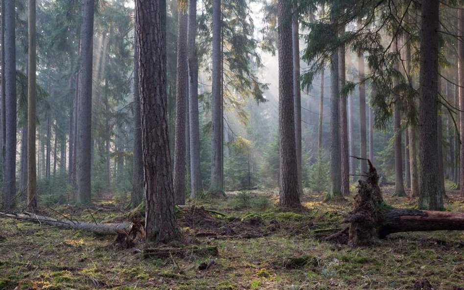 Puszcza Białowieska
