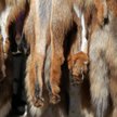 Co roku w Polsce na futra zabija się 7,9 mln zwierząt (fot. Yulia Zhukova)