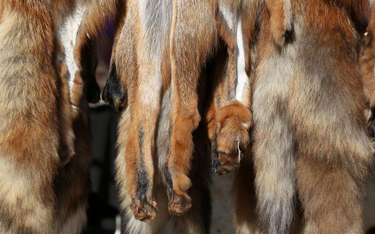 Co roku w Polsce na futra zabija się 7,9 mln zwierząt (fot. Yulia Zhukova)