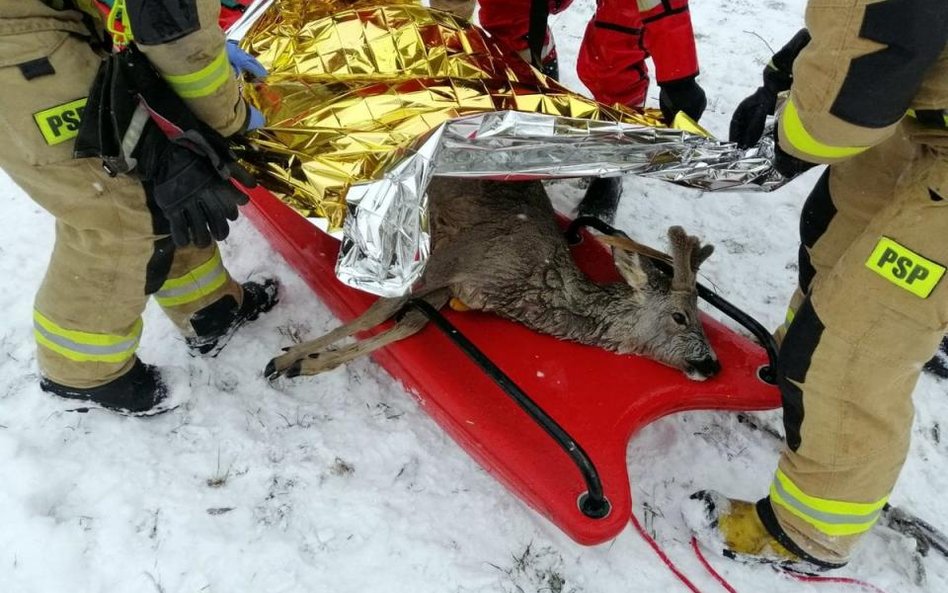 Niecodzienna akcja ratunkowa strażaków z Rzeszowa. Ratowali sarnę, która wpadła do Wisłoka, bo załam