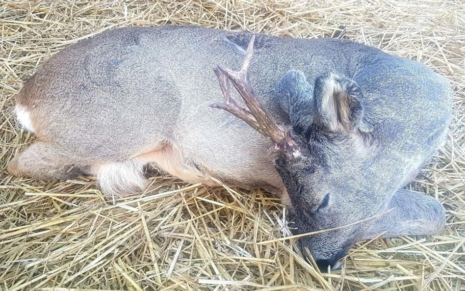 Nad tym zwierzęciem brutalnie się znęcano. Koziołek ma m.in. oderwany kawałek ucha i połamane poroże