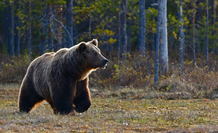 W Polsce niedźwiedzie występują w Karpatach i na Podkarpaciu.
