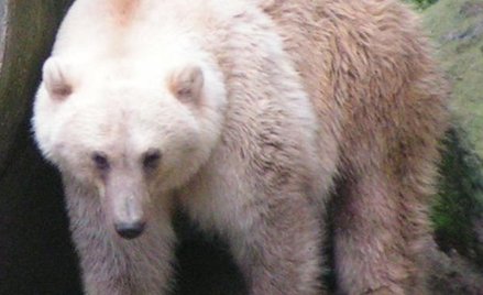 Efekt zmian klimatu: pizzly, czyli niedźwiedź-hybryda