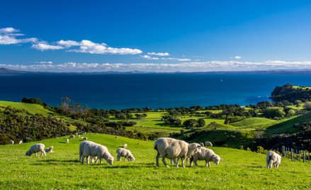 Nowa Zelandia trzy razy droższa? Branża turystyczna i lotnicza protestują