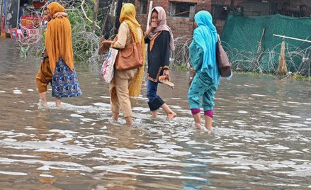 Krokodyle polują na ulicach podtopionego miasta Indii
