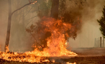 Rekord dzień po dniu: Średnia temperatura w Australii - 41,9 C