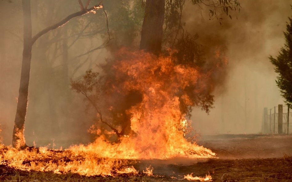 Rekord dzień po dniu: Średnia temperatura w Australii - 41,9 C