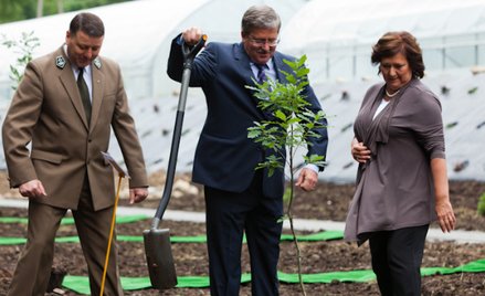 Prezydent Komorowski sadzi w lesie "Bronisława"