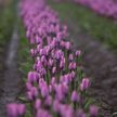 Pandemia: 400 mln tulipanów do zniszczenia