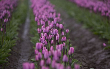 Pandemia: 400 mln tulipanów do zniszczenia