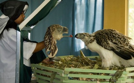 Orzeł hodowany w niewoli na Filipinach. Orły są gatunkiem krytycznie zagrożonym, między innymi z pow