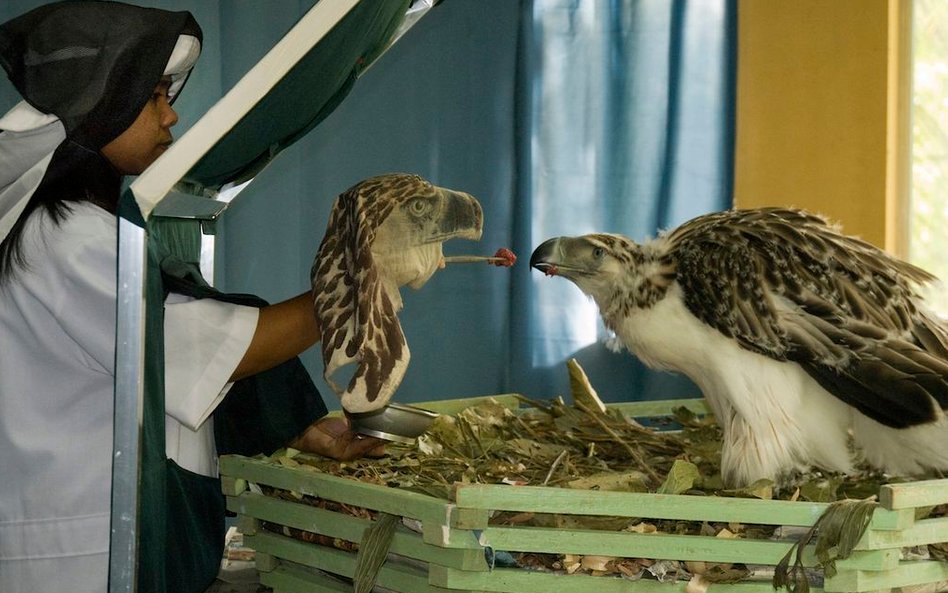 Orzeł hodowany w niewoli na Filipinach. Orły są gatunkiem krytycznie zagrożonym, między innymi z pow