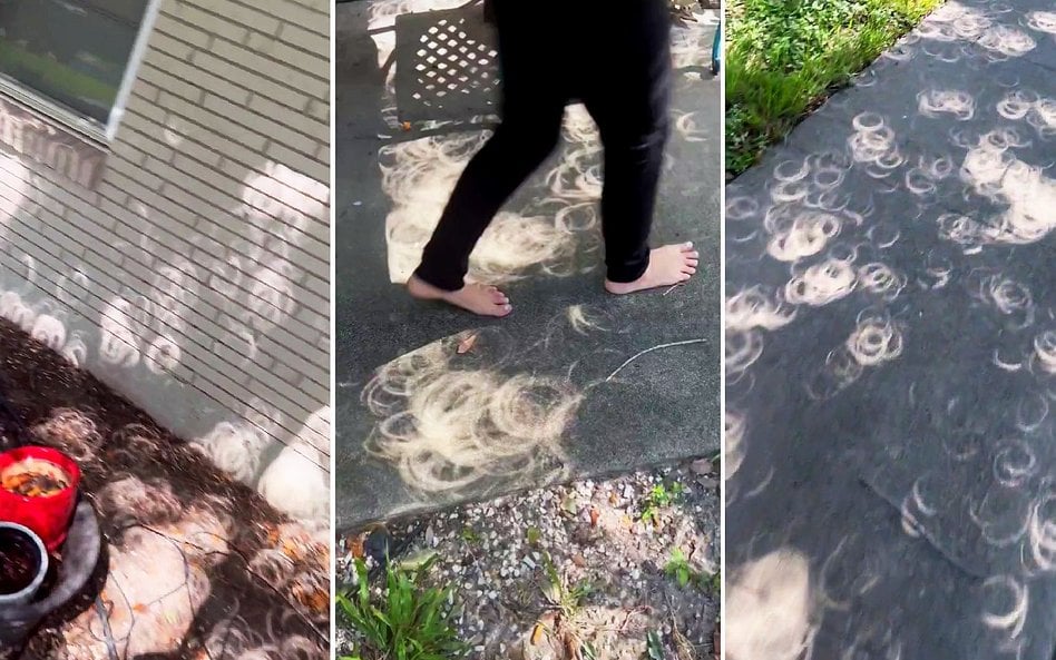 W trakcie zaćmienia Słońca cienie rzucane przy liście przybierają niezwykłe kształty