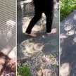 W trakcie zaćmienia Słońca cienie rzucane przy liście przybierają niezwykłe kształty