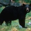 Amerykański czarny niedźwiedź to mniejszy kuzyn naszego niedźwiedzia brunatnego