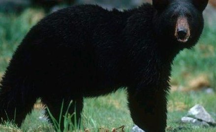 Amerykański czarny niedźwiedź to mniejszy kuzyn naszego niedźwiedzia brunatnego