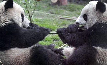 Pandy z Wolong ewakuowane do Pekinu