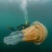 Meduza wielkości człowieka u wybrzeży Wielkiej Brytanii