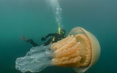 Meduza wielkości człowieka u wybrzeży Wielkiej Brytanii