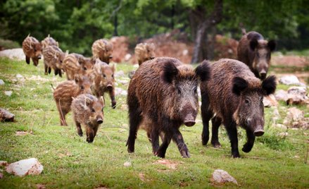 Płot zamiast pomocy rolnikom