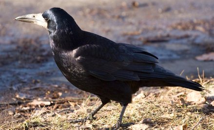 W Świdniku populacja gawronów jest znacznie liczniejsza niż mieszkańców.