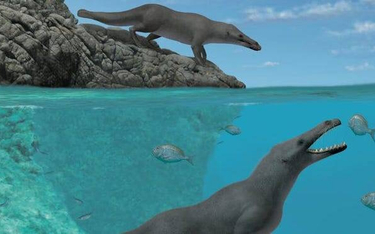Egipt: Odkryto szkielet czworonożnego wieloryba