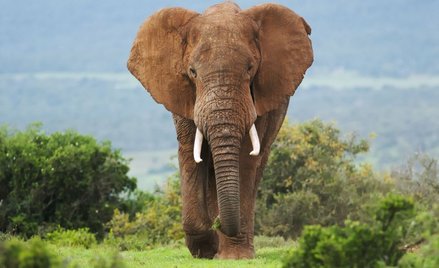 Zimbabwe będzie sprzedawać pozwolenia na odstrzał słoni