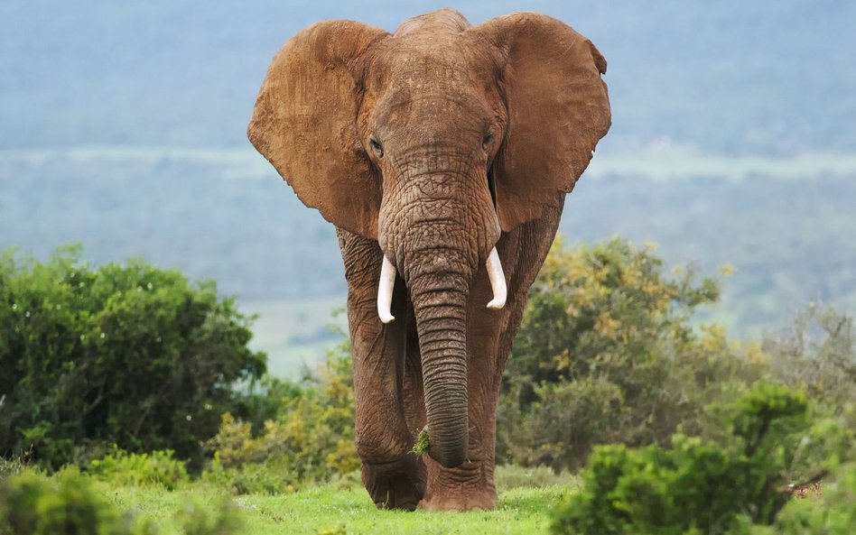 Zimbabwe będzie sprzedawać pozwolenia na odstrzał słoni