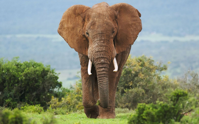 Zimbabwe będzie sprzedawać pozwolenia na odstrzał słoni
