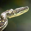 Pyton dywanowy, australijski gatunek pytona o największym obszarze występowania