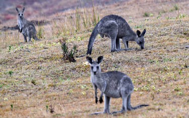 Kangury w mieście Meribula, w stanie Nowa Południowa Walia